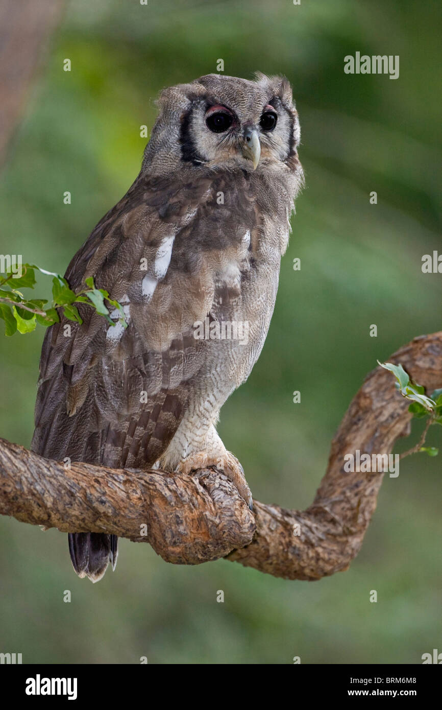 Verreaux's il gufo reale arroccato nella struttura ad albero Foto Stock