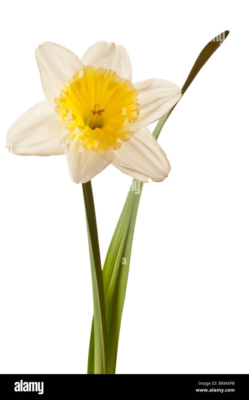 Molla bianco Daffodil fiore isolato su sfondo bianco Foto Stock