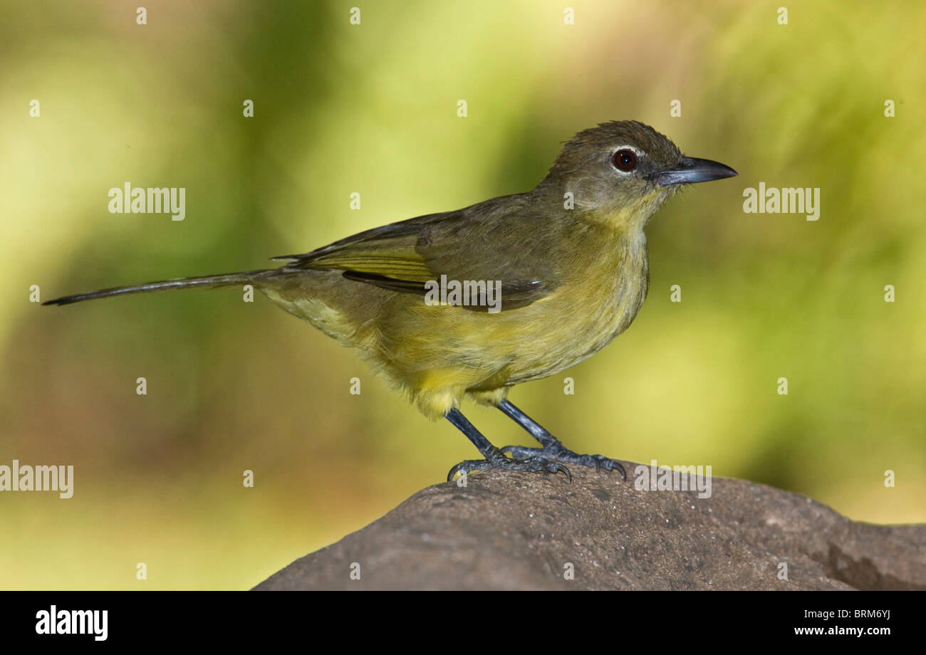 A becco giallo greenbul Foto Stock