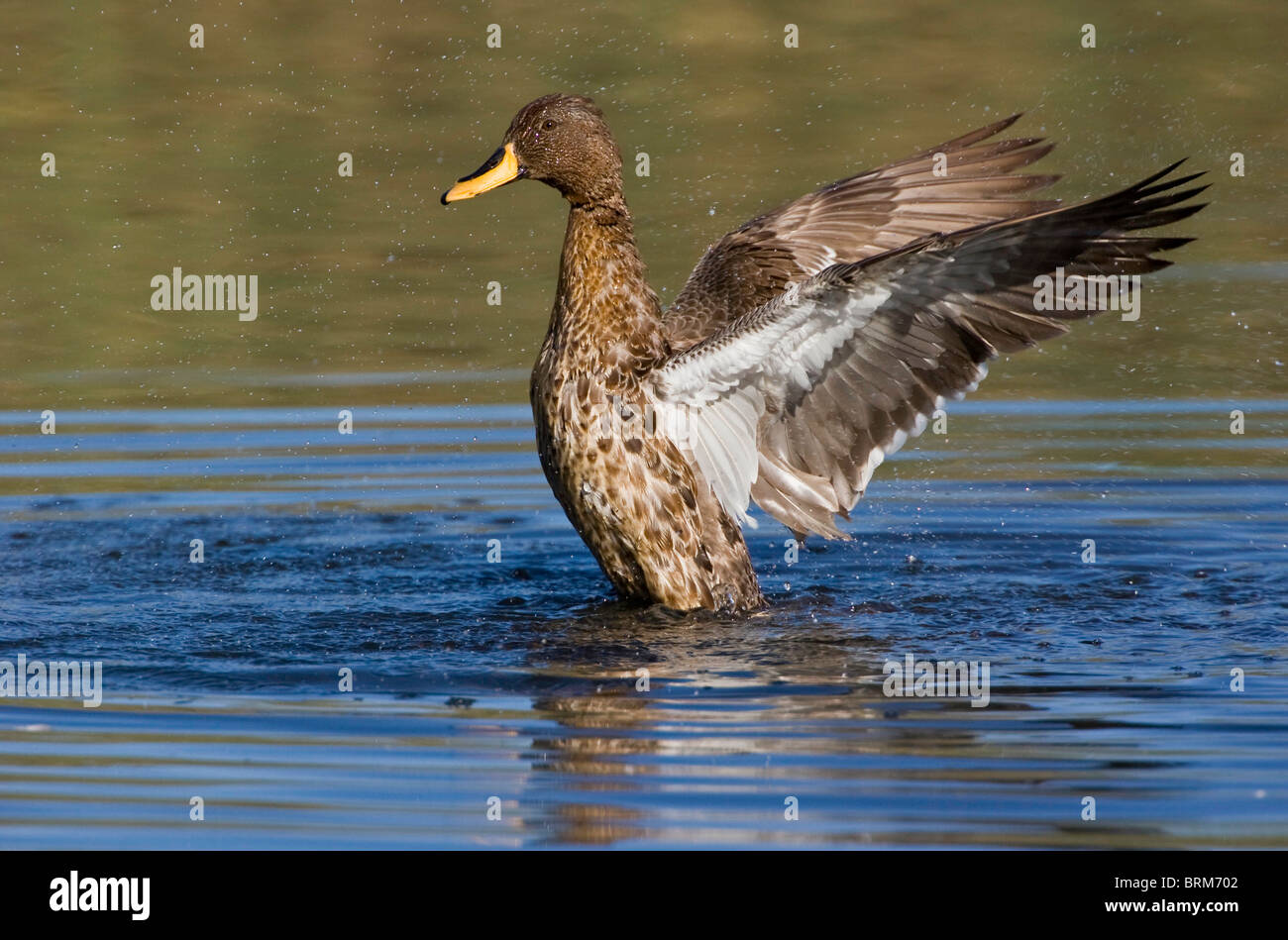 Giallo-fatturati duck sbattimenti le sue ali in acqua Foto Stock