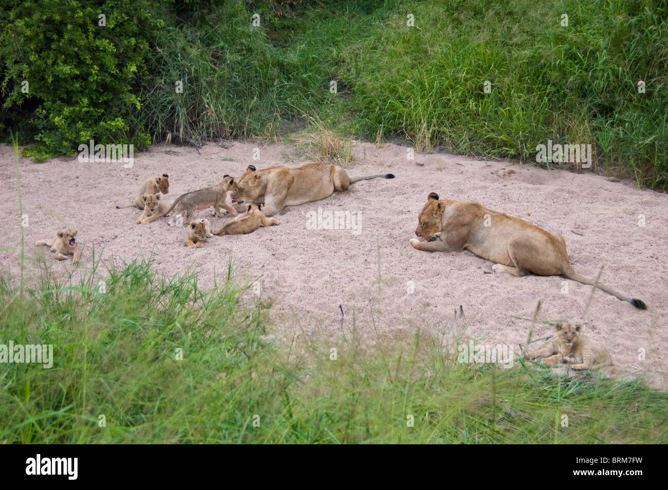 Lion family insieme su una patch di sabbia Foto Stock