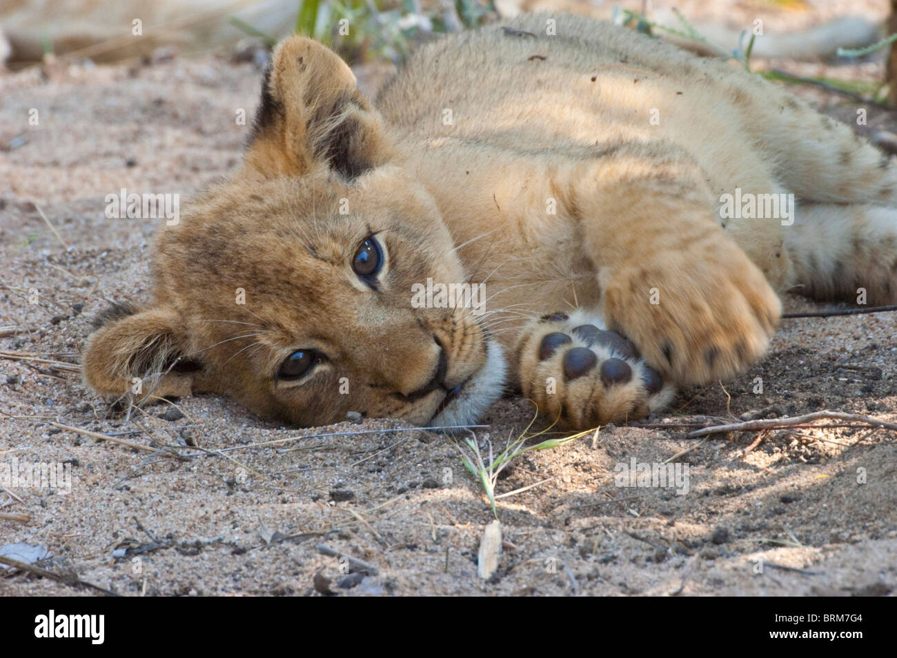 Lion cub in appoggio sul suo lato Foto Stock