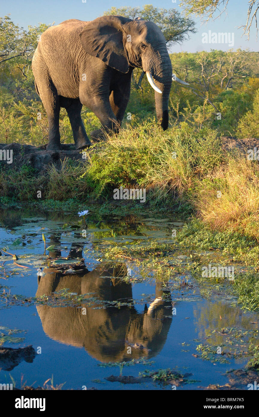 Elephant riflessi nell'acqua di un fiume Foto Stock