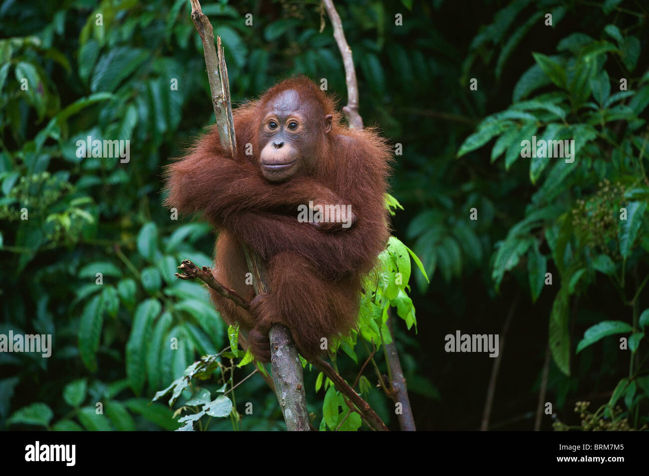Giovani Orangutan seduti sulla struttura ad albero Foto Stock