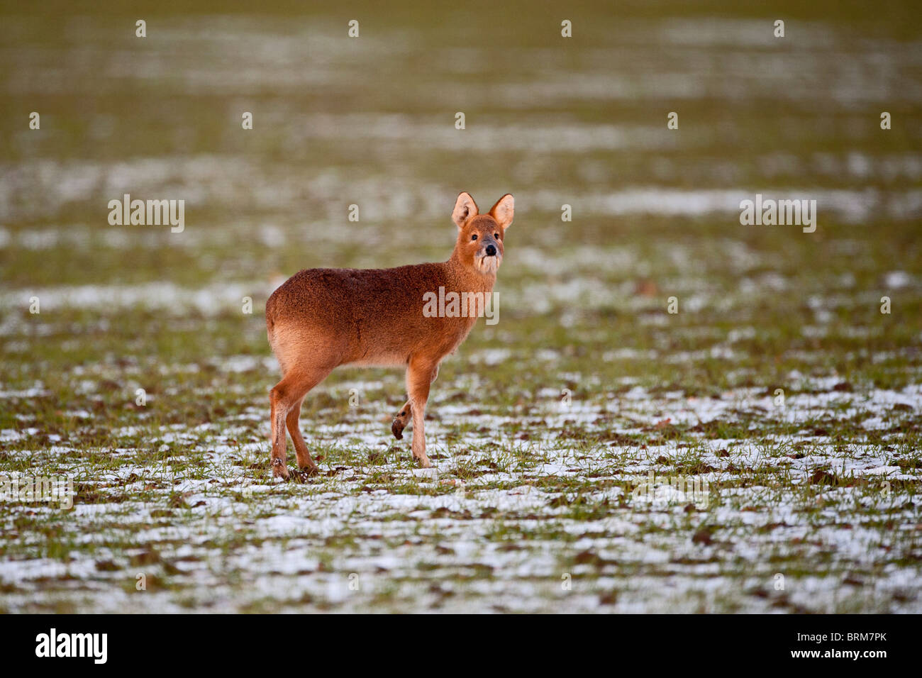 Acqua cinese Deer Hydropotes inermis y vengono Valle Inverno Norfolk Foto Stock