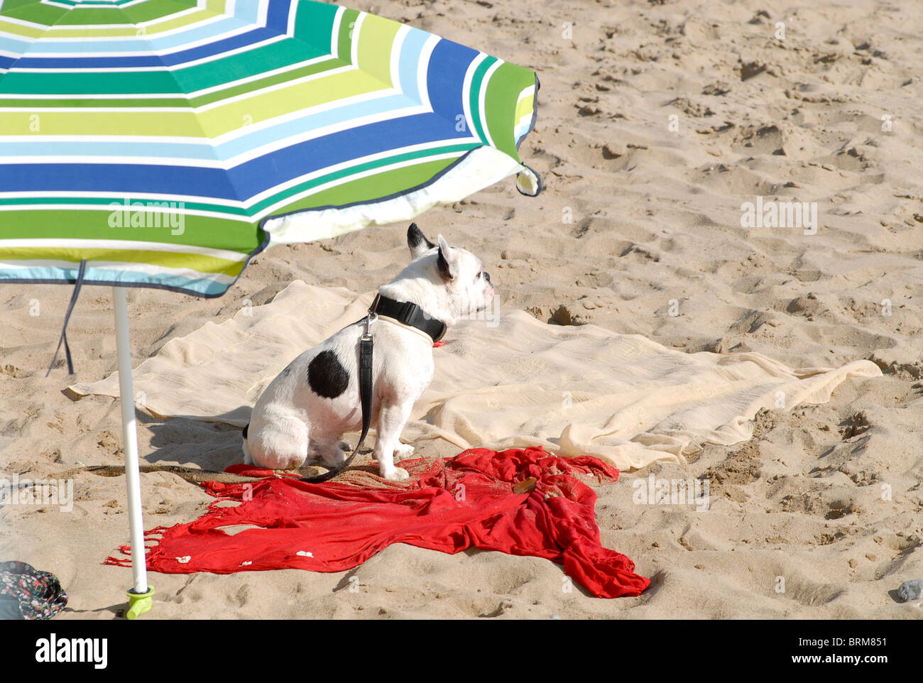 Spagna Garraf un bagno di mare nei pressi di Barcellona , cane con ombrellone in spiaggia Foto Stock