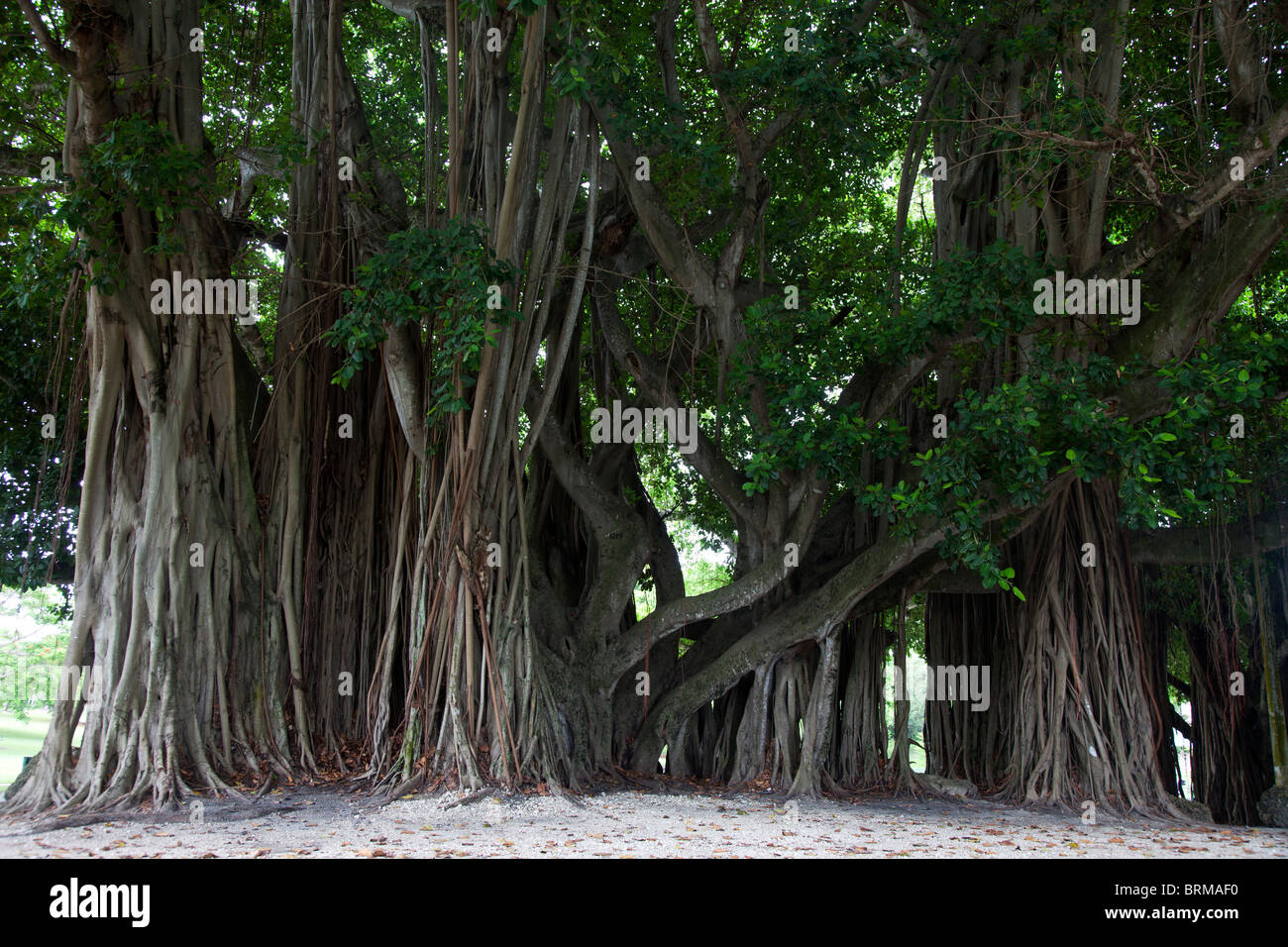 Stati Uniti d'America. Florida. Miami. tropical banyan tree (ficus benghalensis) Foto Stock