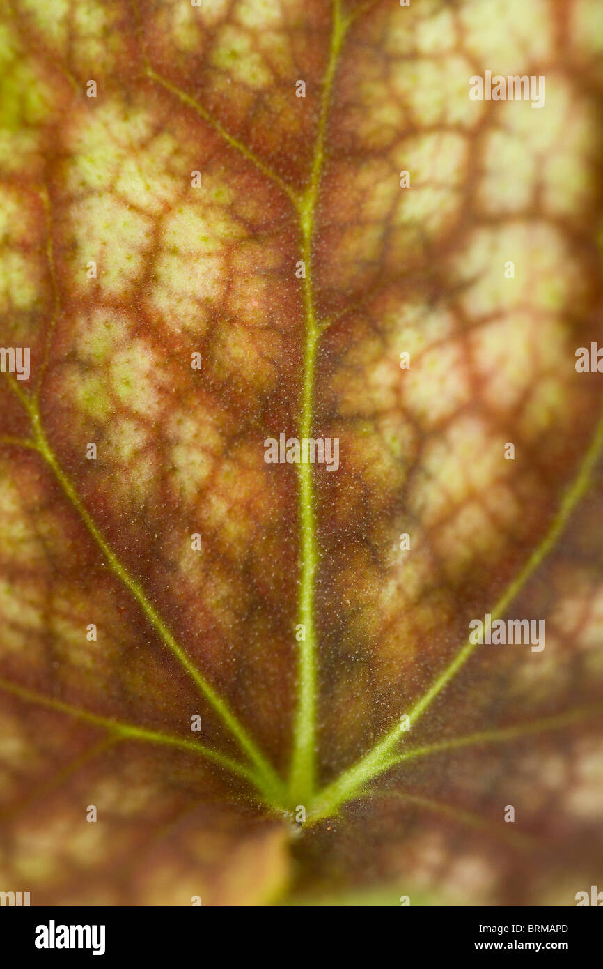 Close up del bel fogliame di Heuchera 'bellezza' COLORE Foto Stock