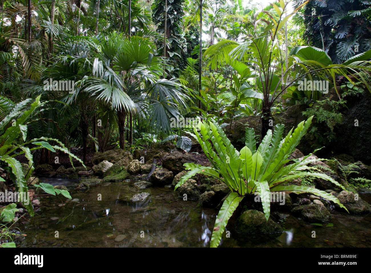 Costa Rica. Foresta di pioggia. Foto Stock