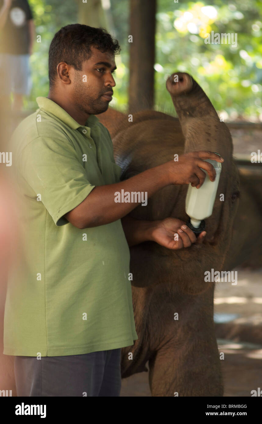 Un giovane elefante asiatico di vitello è stato alimentato il latte da un biberon Foto Stock