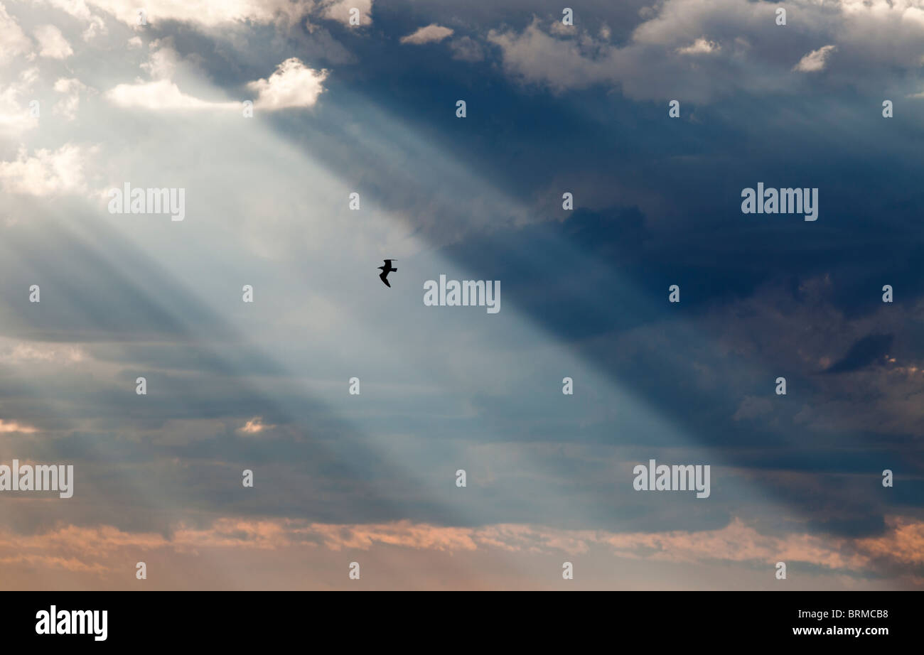 Sole che splende attraverso nuvole scure e una silhouette di un uccello che vola sulla trave solare , Finlandia Foto Stock