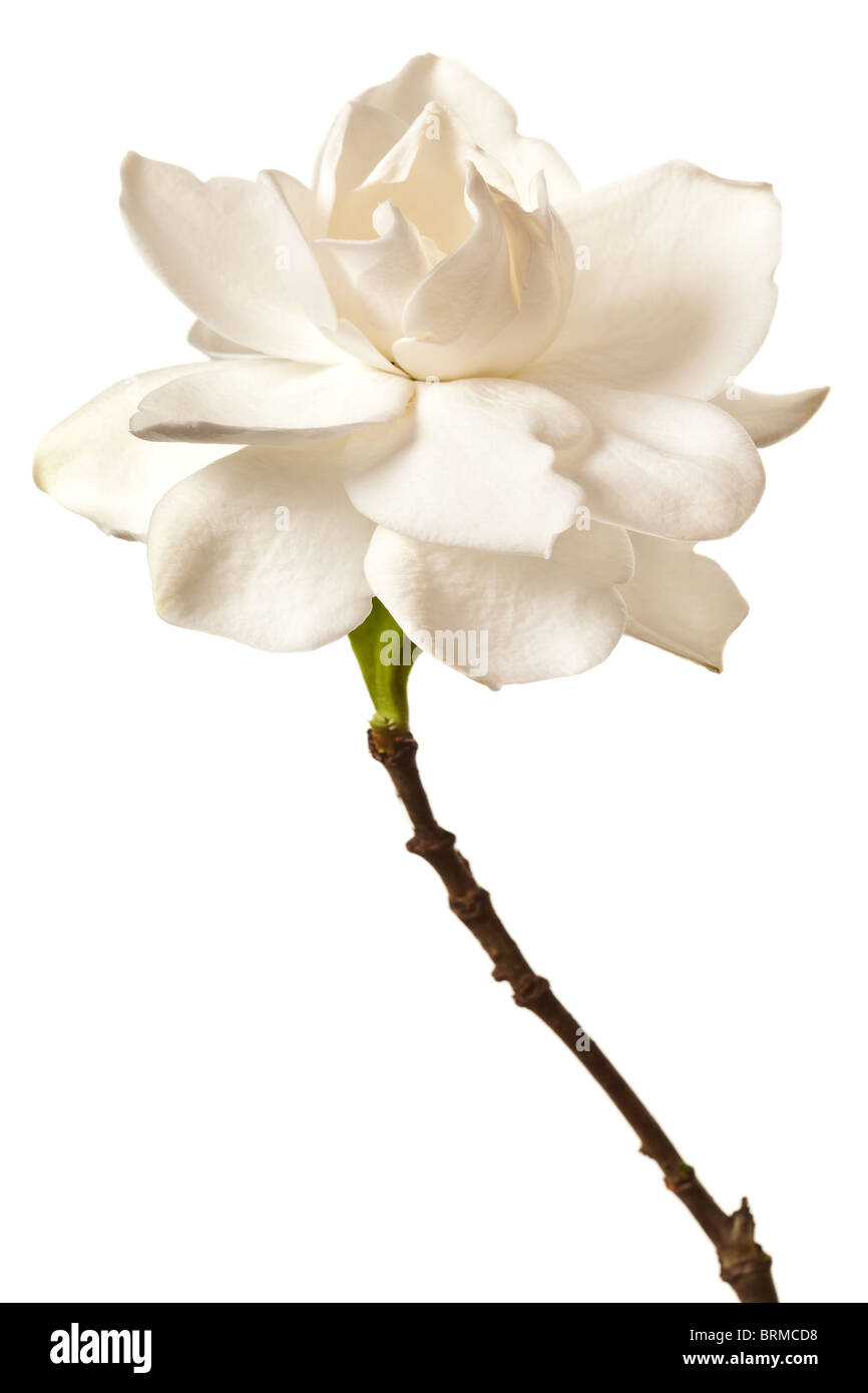 White Gardenia Blossom isolato Foto Stock