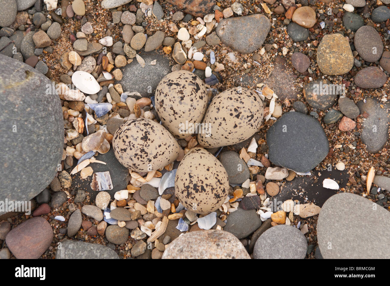 Una frizione di 4 uova nel nido di inanellare Plover ( Charadrius hiaticula ) sulla spiaggia in Cumbria , Inghilterra , Regno Unito Foto Stock