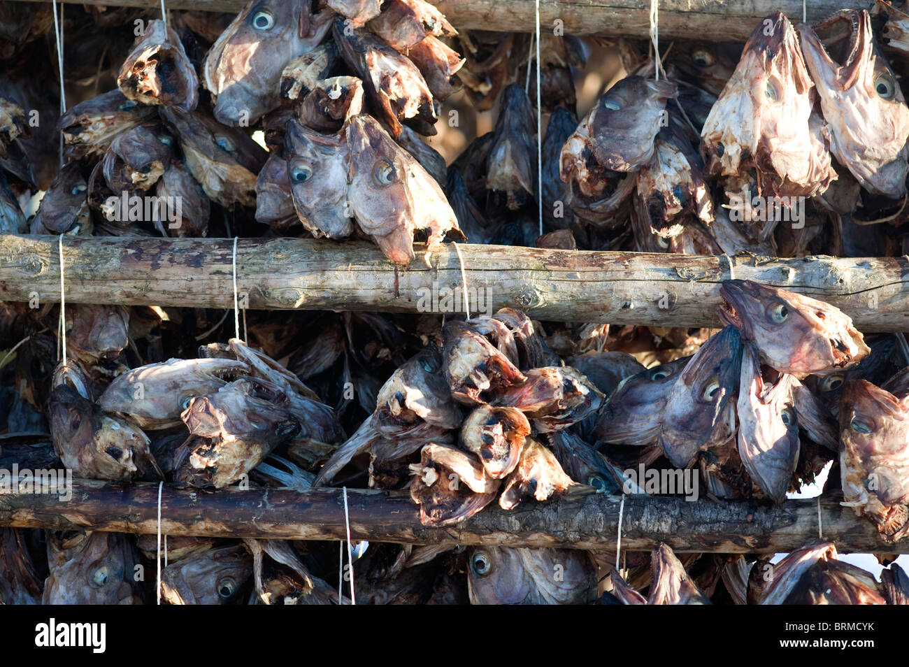 Capi di merluzzi appesi ad asciugare, frutti di mare per esportazione, Lofoten in Norvegia Foto Stock