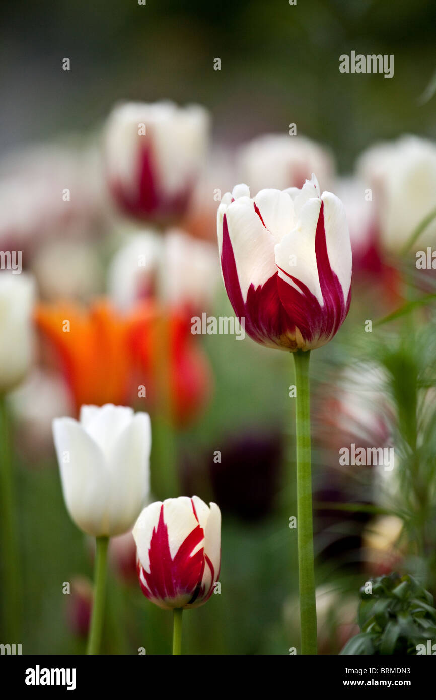 I tulipani, Schloss Ippenburg, Bad Essen, Germania Foto Stock