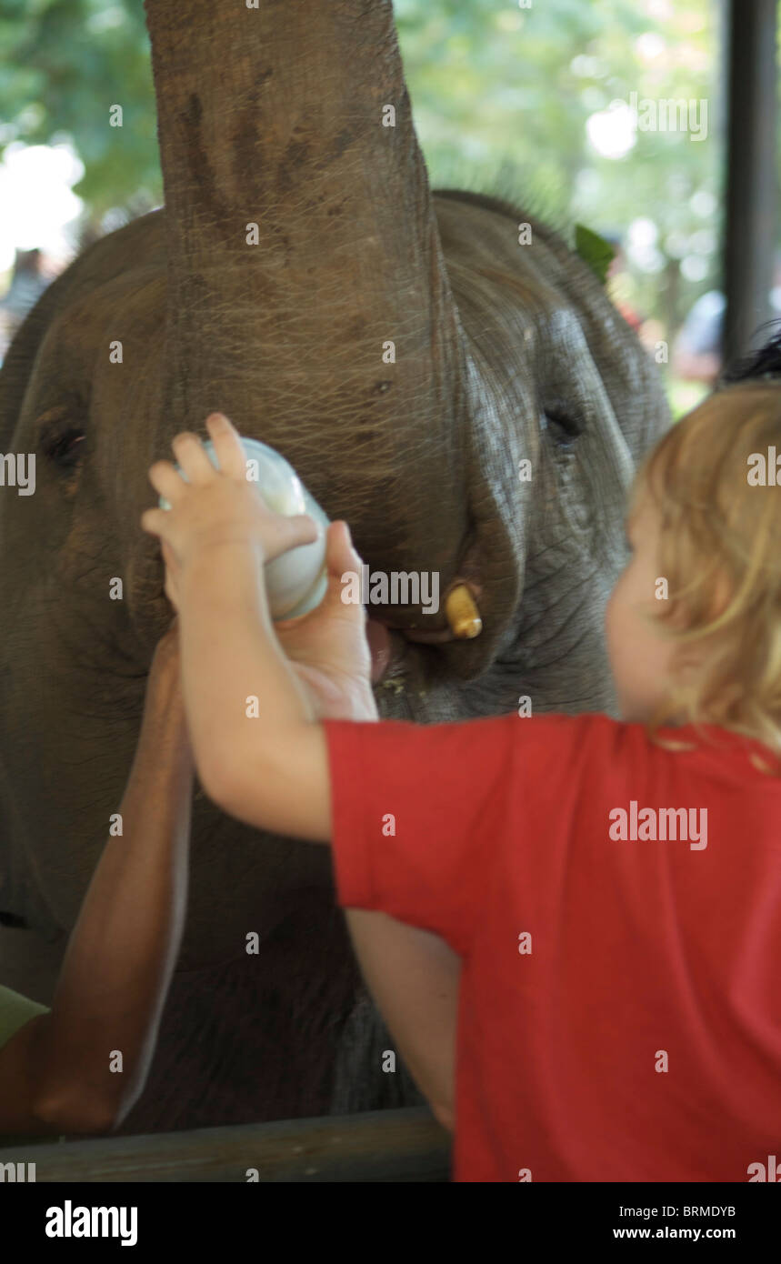 Un giovane elefante asiatico di vitello è stato alimentato il latte da un biberon Foto Stock