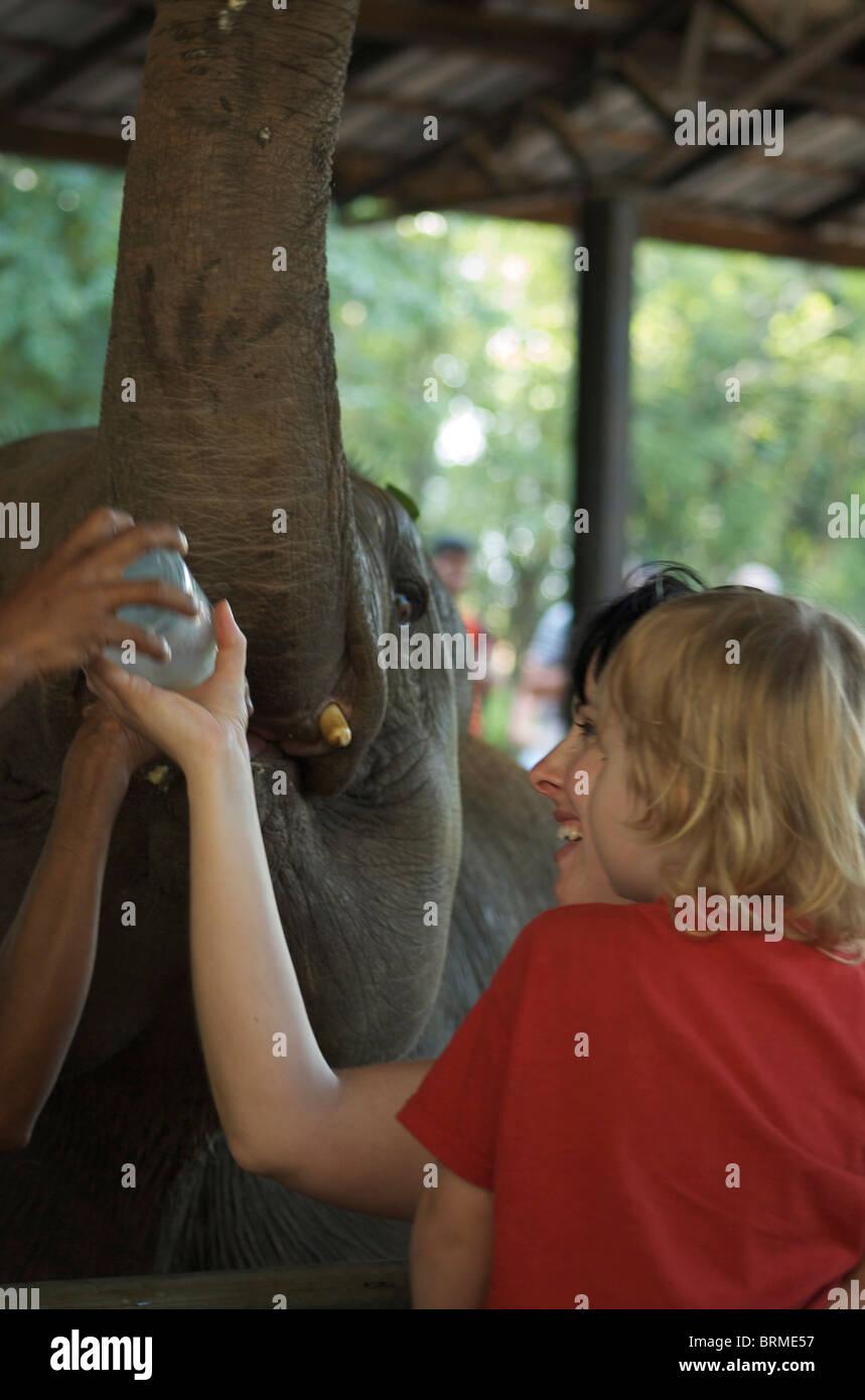 Un giovane elefante di vitello è stato alimentato il latte da un biberon Foto Stock