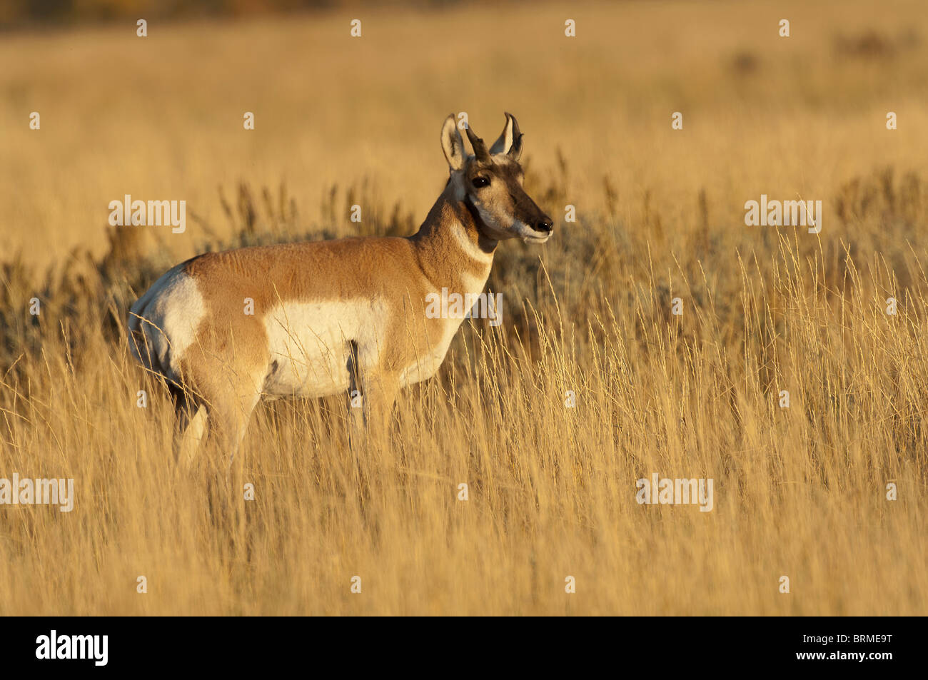 Foto di stock di un buck pronghorn nella luce dorata del tramonto. Foto Stock