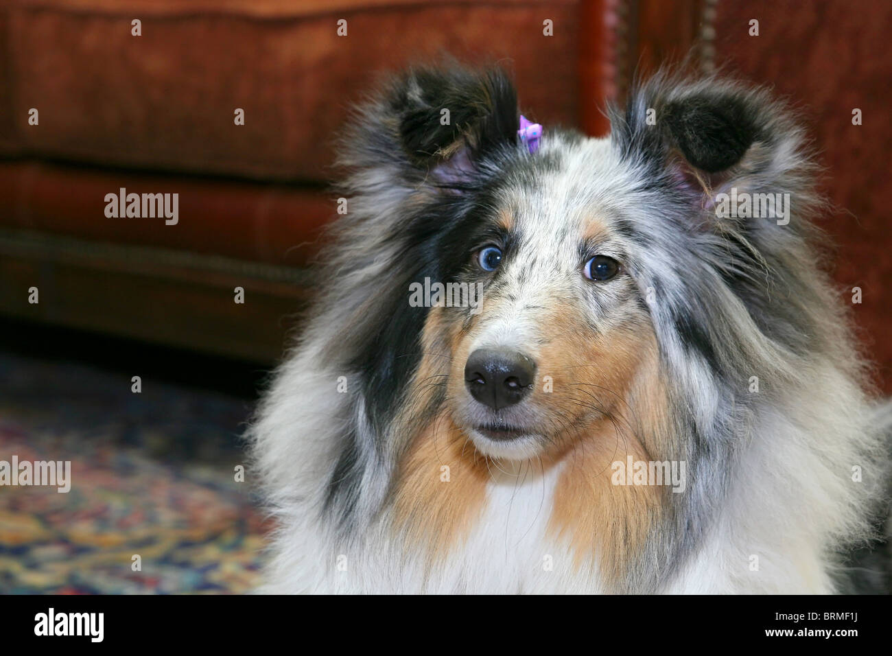 Una graziosa Sheltie dog headshot ritratto in un soggiorno naturale Foto Stock