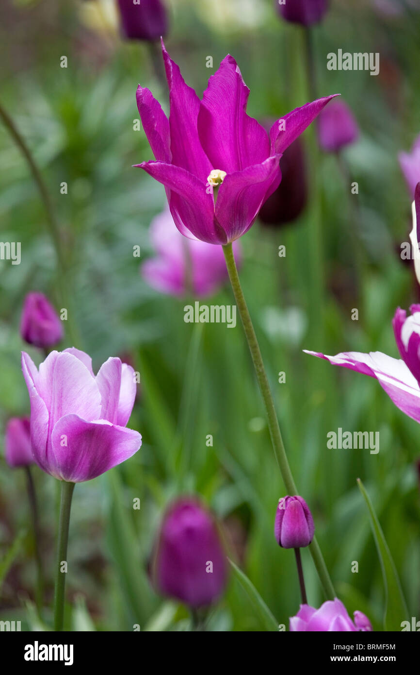 I tulipani, Schloss Ippenburg, Bad Essen, Germania Foto Stock