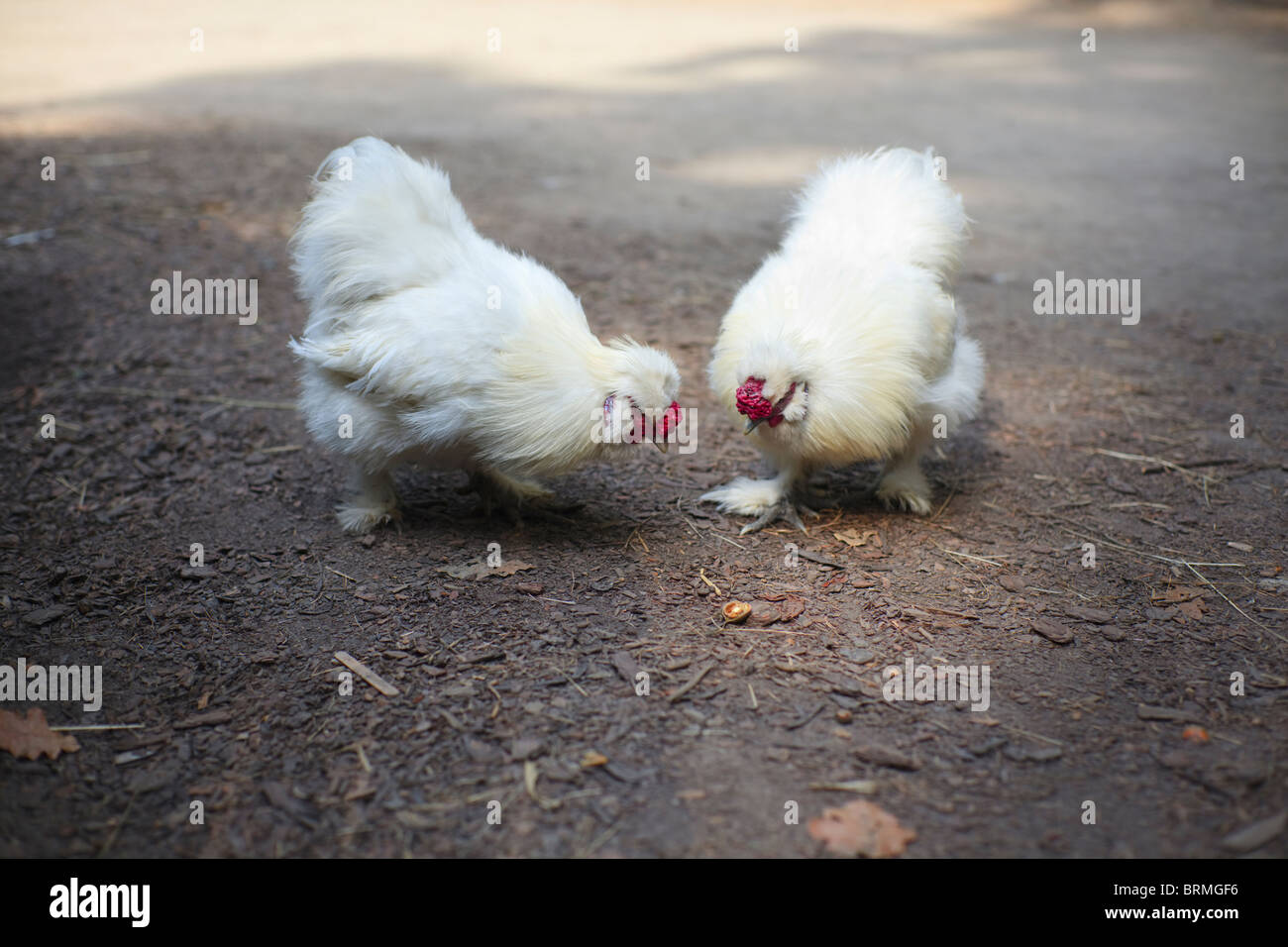 Due galline Foto Stock