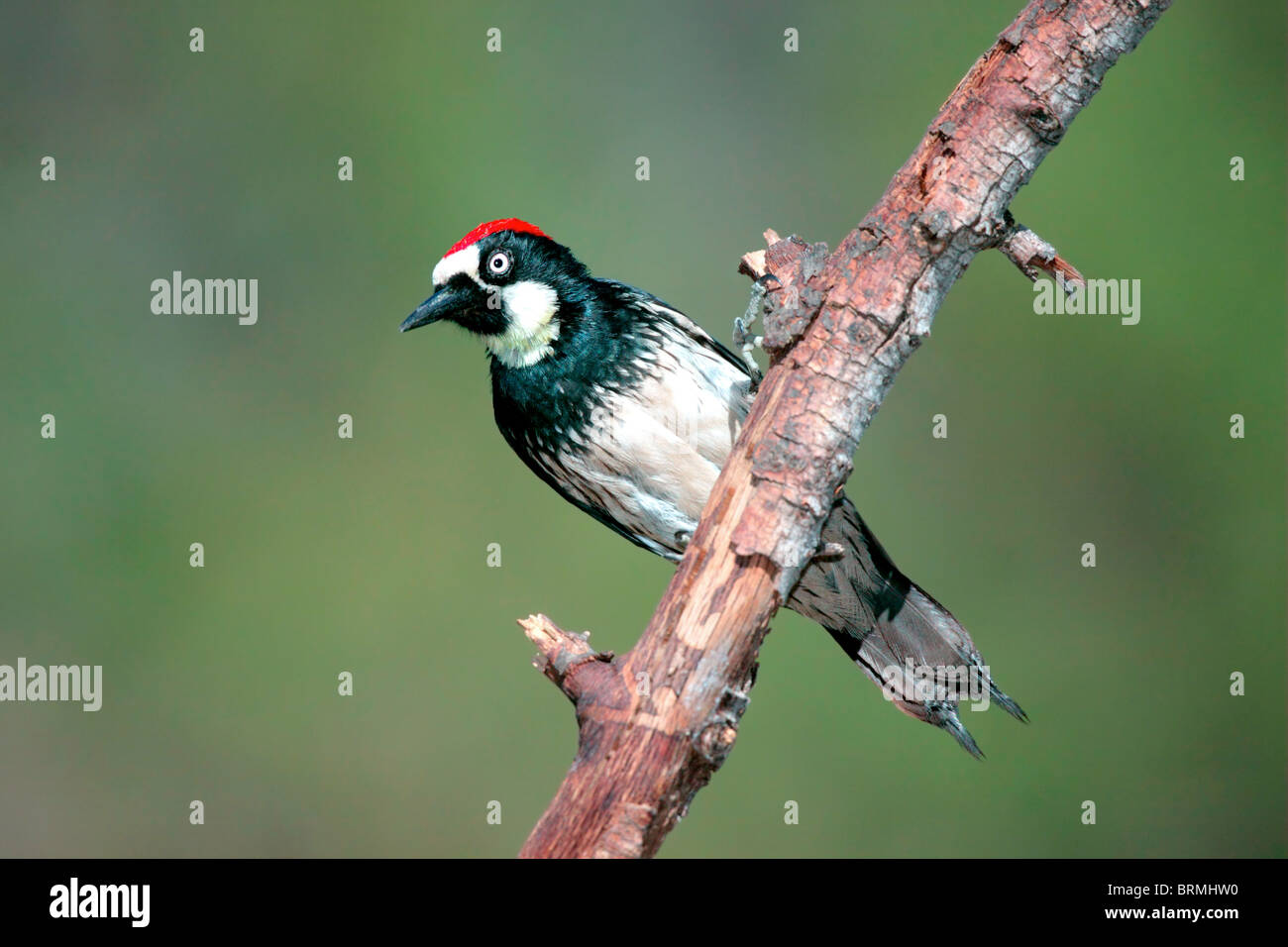 Acorn Woodpecker Foto Stock
