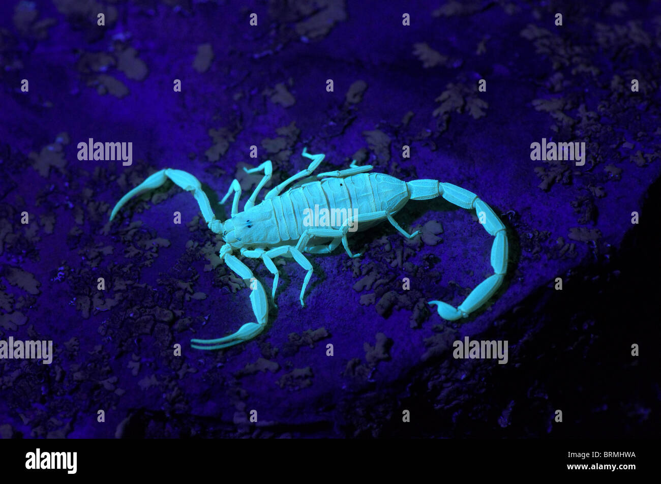 Corteccia di fluorescenza di scorpione sotto luce nera (UV) a notte. Foto Stock