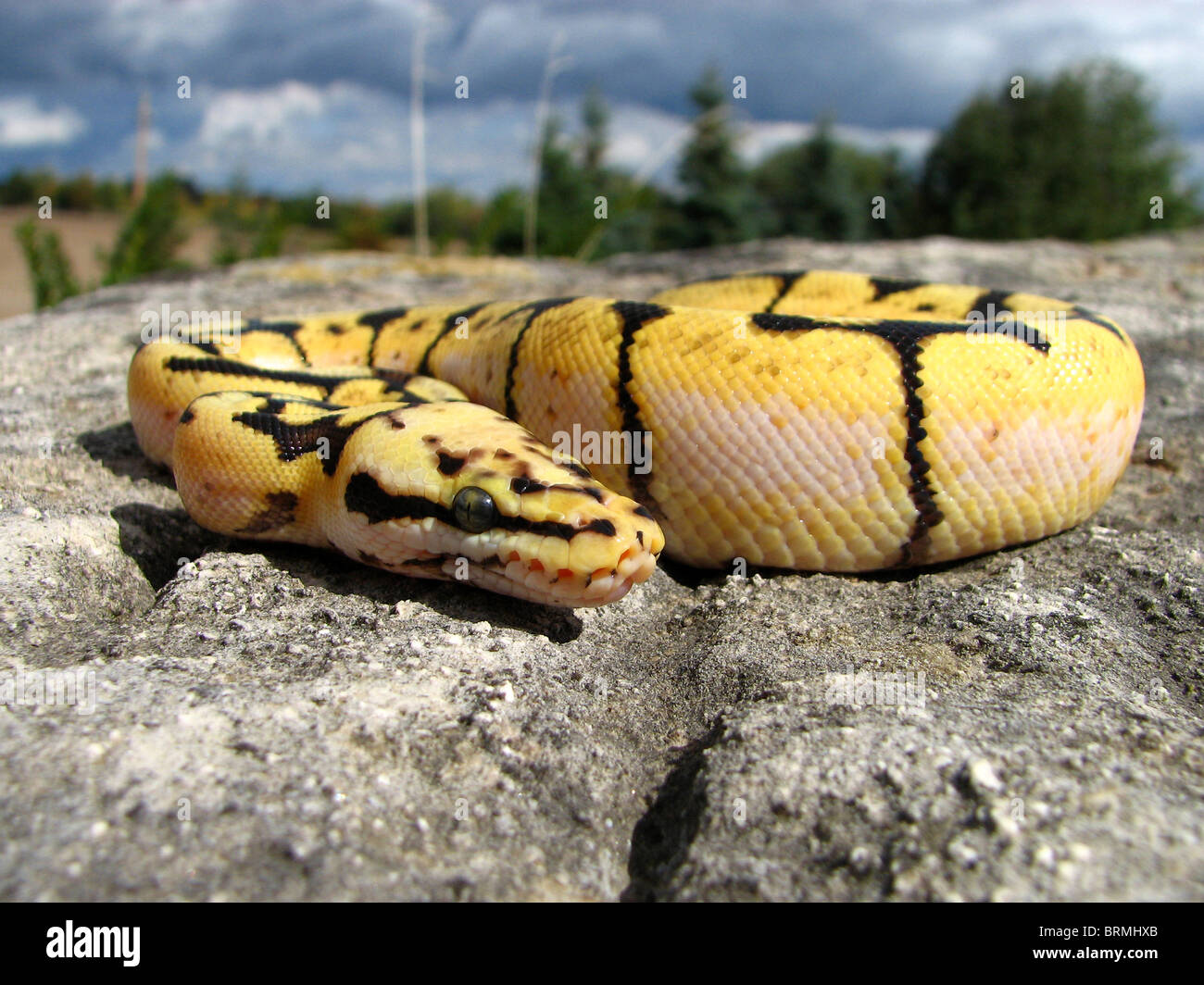 Bumble Bee Ball Python Foto Stock