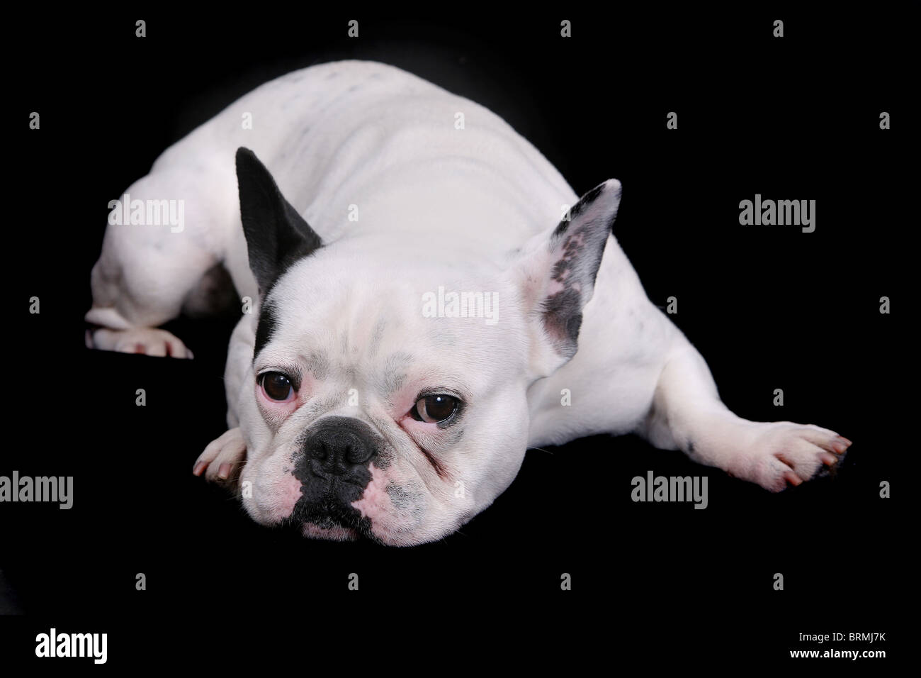 Triste cercando bulldog bianco recante ritratto su nero Foto Stock