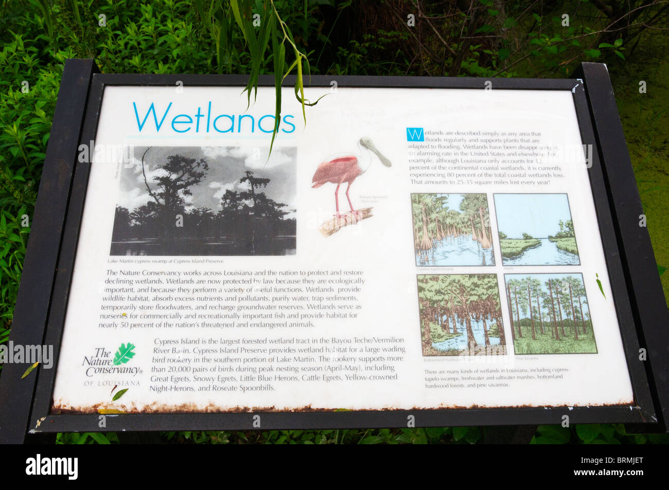 Louisiana Cajun Country, Breaux Bridge, Lago di Martin Cypress isola preservare, zone umide segno interpretative Foto Stock