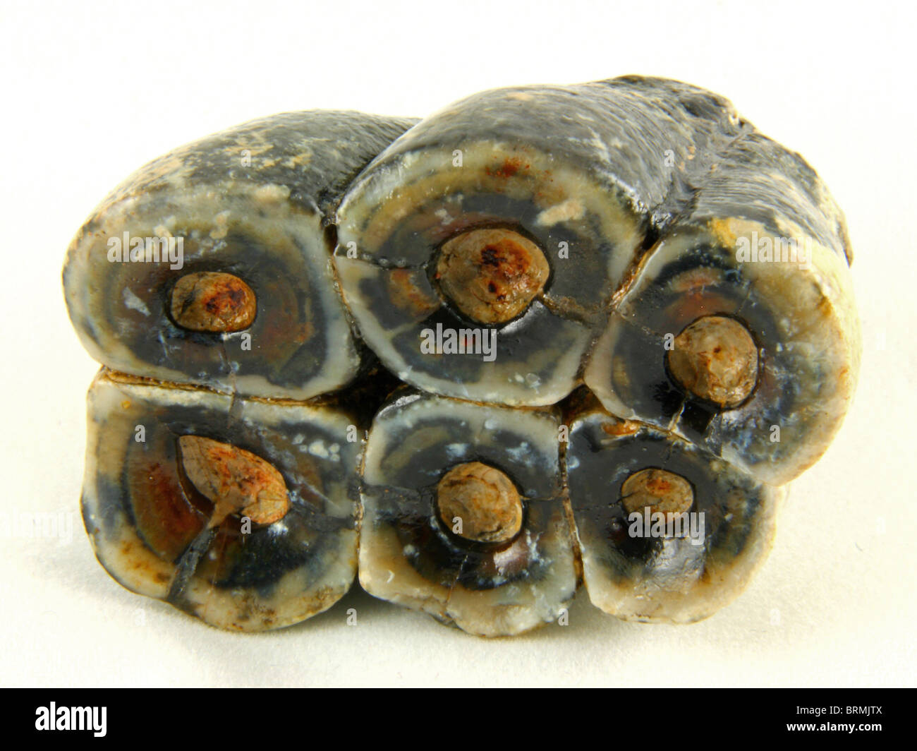Desmostylus sp. (Dente da un estinto mammifero marino) 8 milioni di anni dalla formazione di Temblor, Fresno County, California Foto Stock