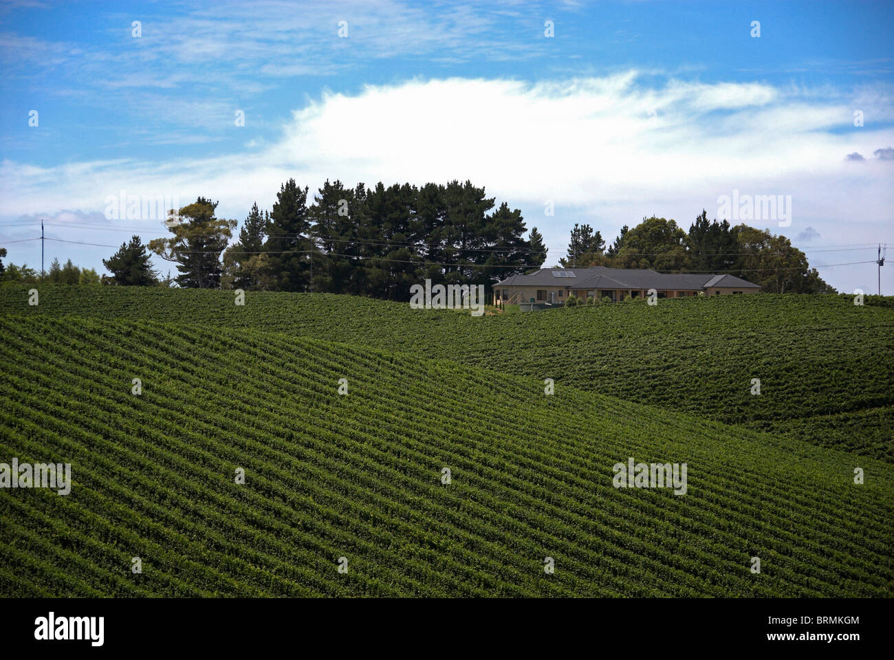 Vigneti a Barossa Valley, vicino a Adelaide, Australia Foto Stock