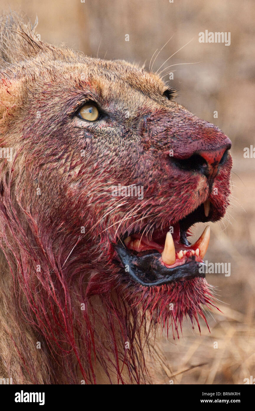 Close-up verticale di un leone con il volto insanguinato e la bocca Foto Stock