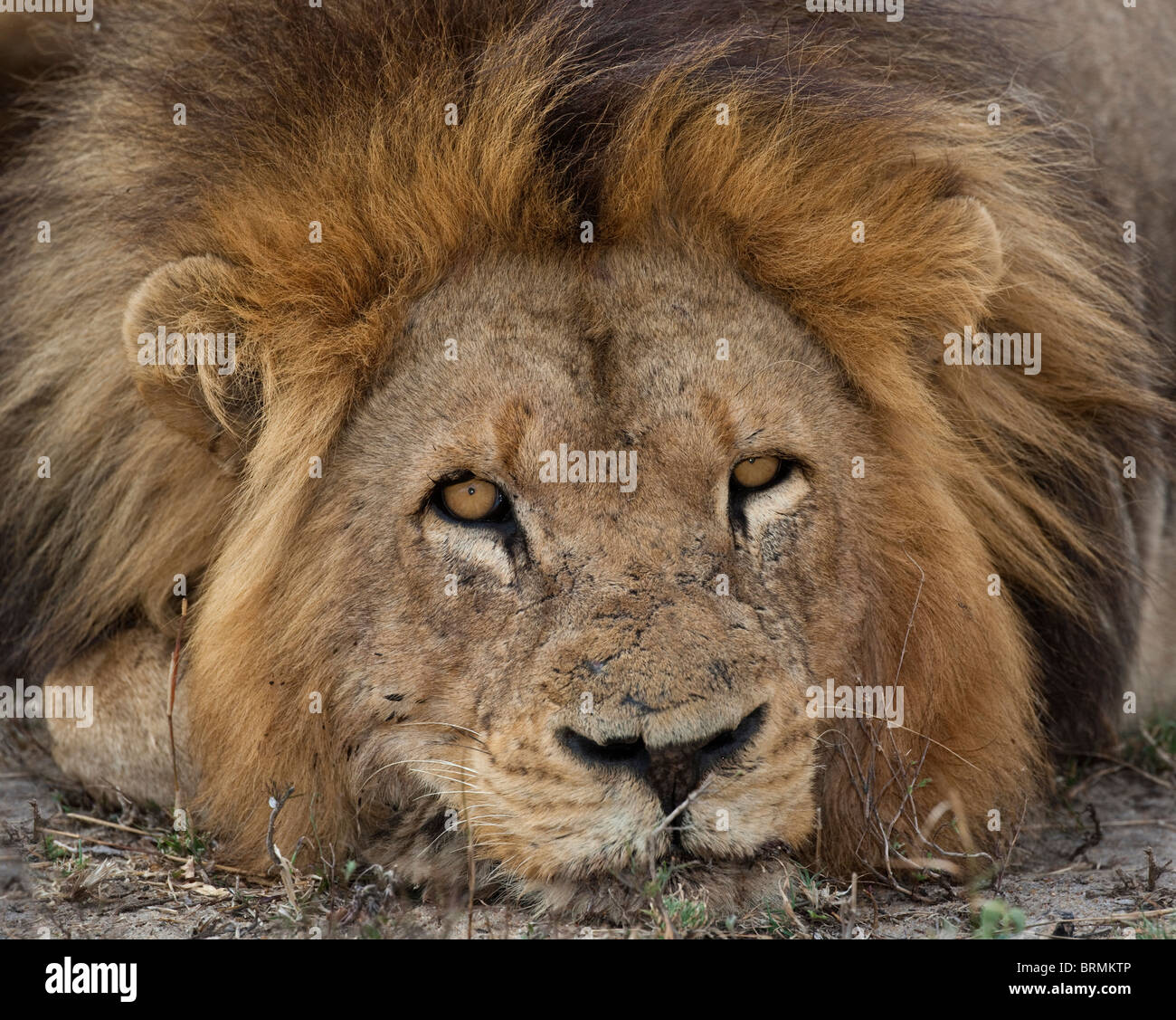 Vista frontale di un grande maschio lion appoggiata Foto Stock