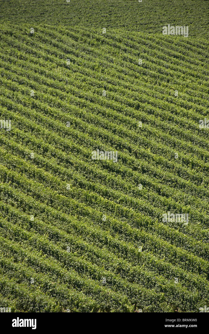 Vigneti a Barossa Valley, vicino a Adelaide, Australia Foto Stock