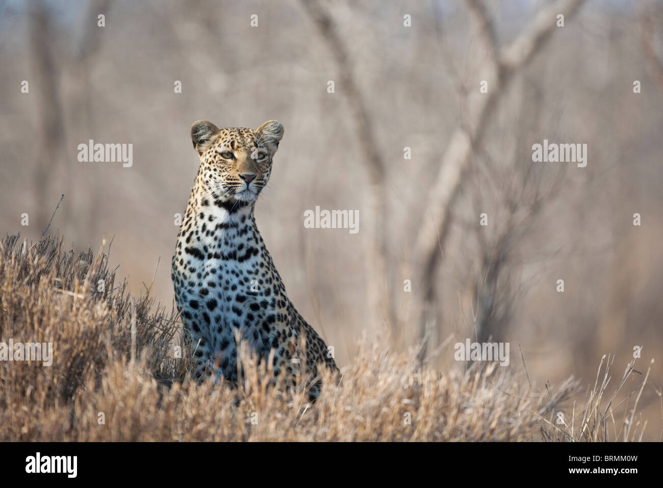 Leopard seduto in posizione eretta fissando attentamente Foto Stock