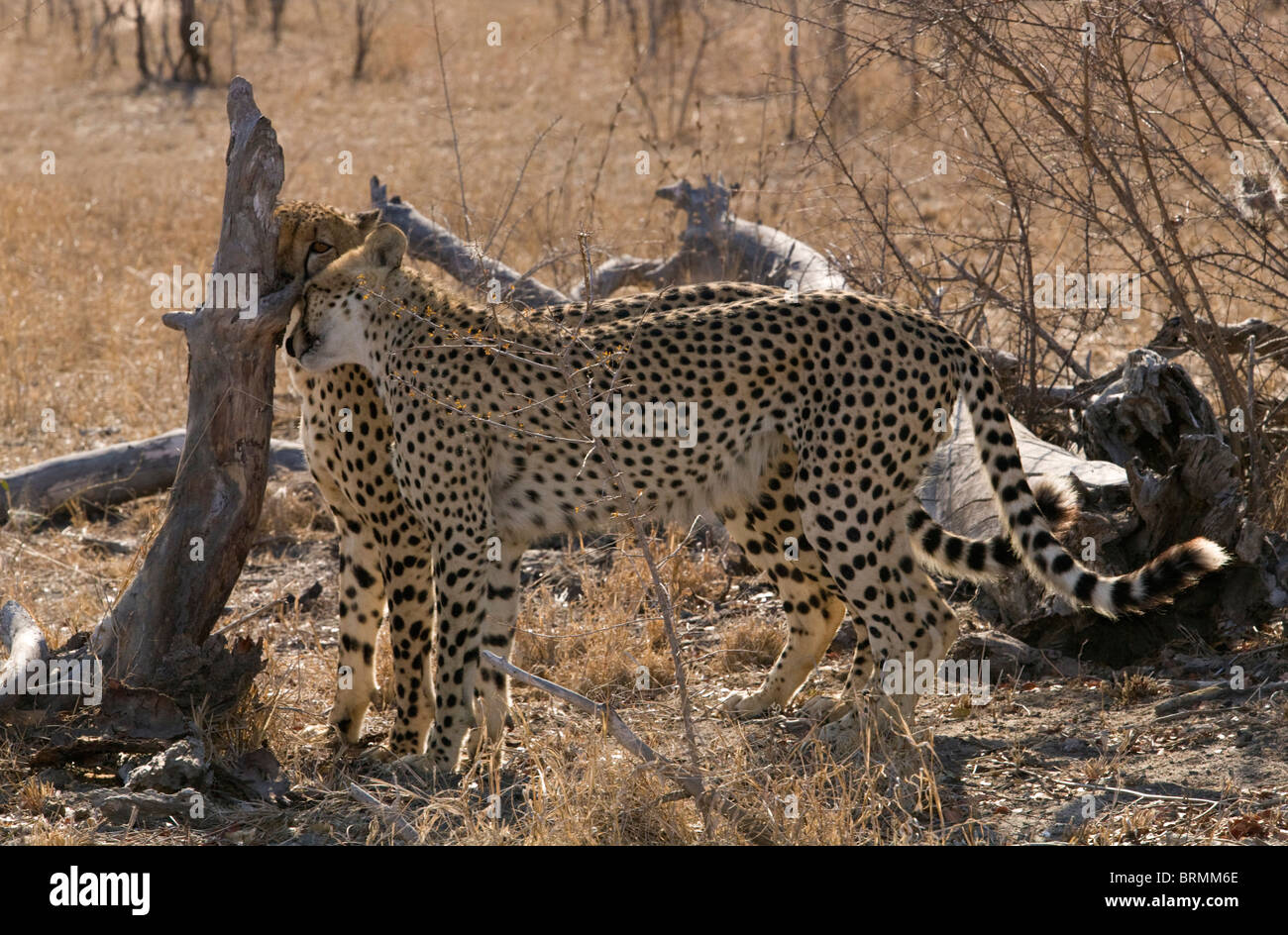 Due maschio cheetah lo sniffing di un registro per i marchi di profumo Foto Stock