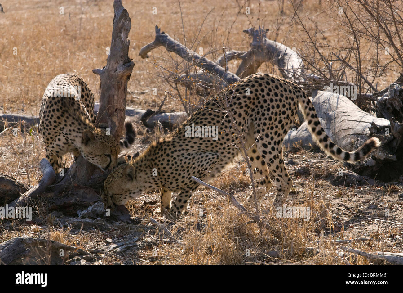 Due maschio cheetah lo sniffing della base di un registro per i marchi di profumo Foto Stock