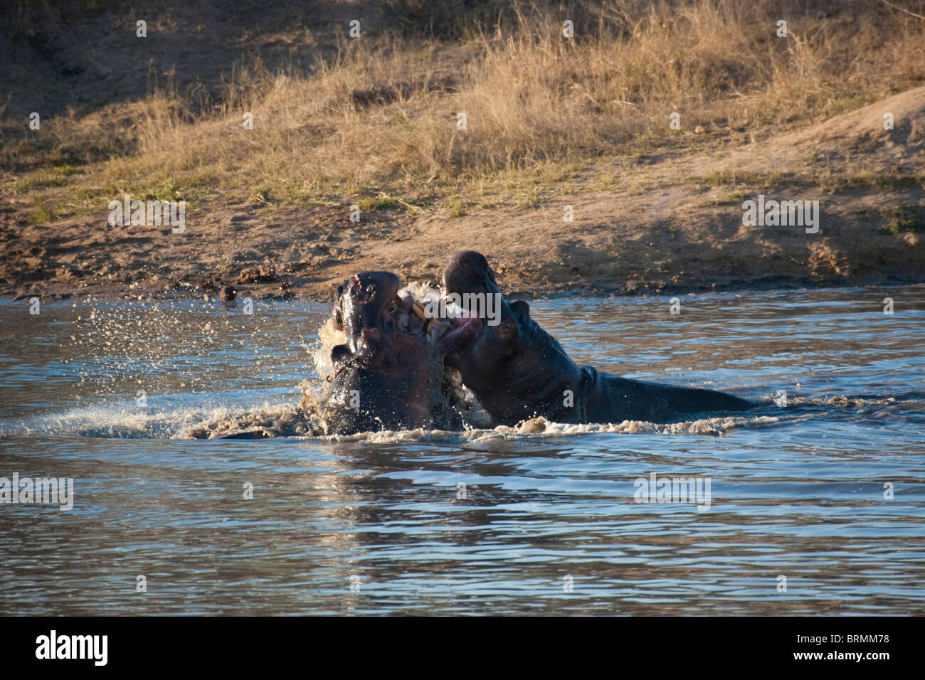 Due ippopotamo si scontrano in una disputa territoriale in un waterhole Foto Stock