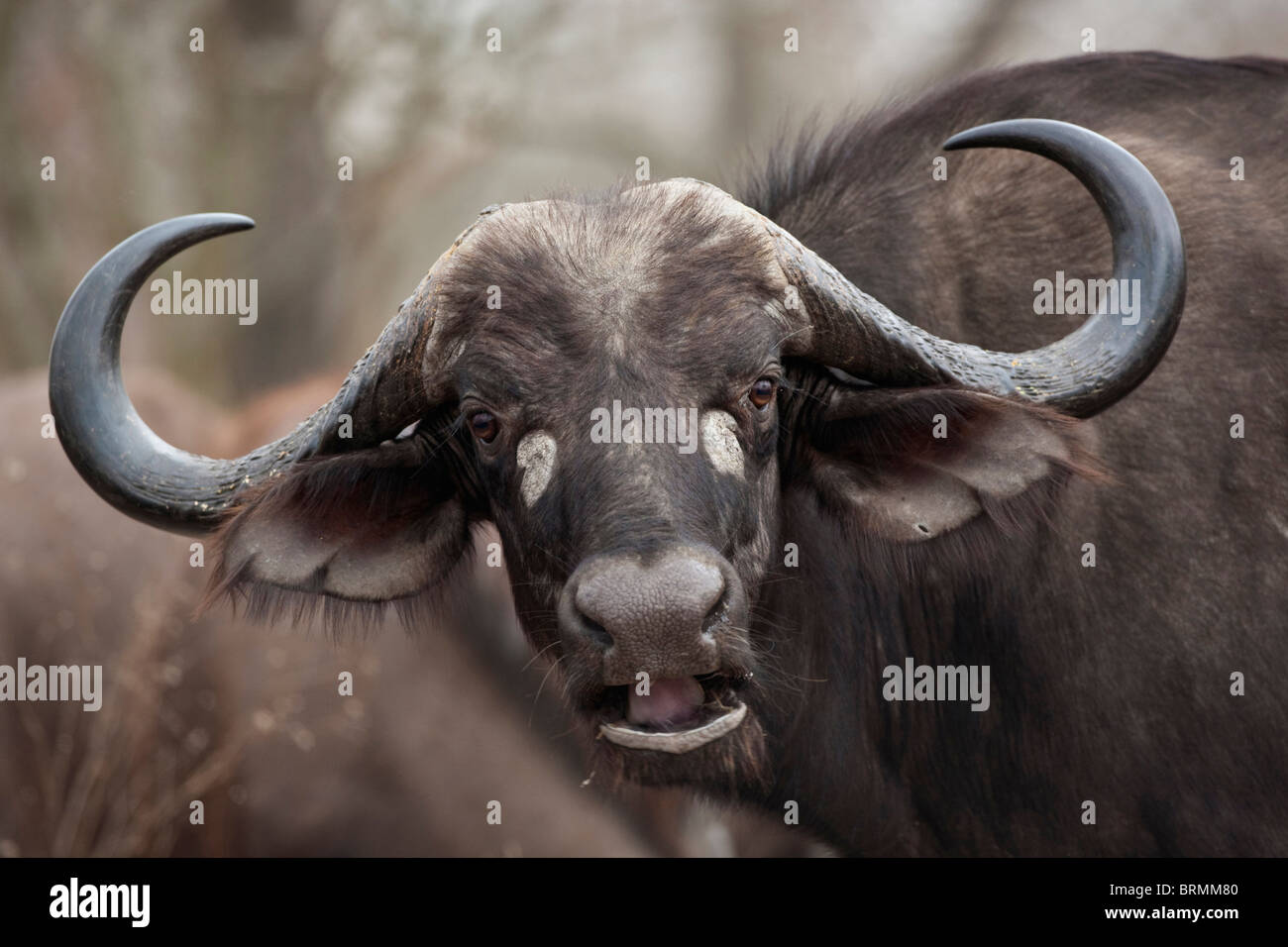 Ritratto frontale di una femmina di buffalo con la sua testa inclinata ad un angolo Foto Stock
