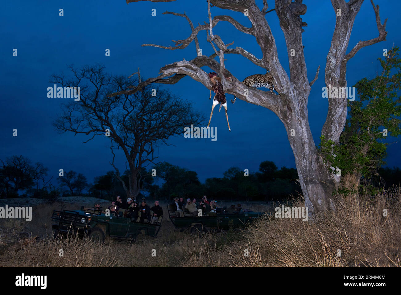 I turisti in un gioco aperto guidare il veicolo visualizzando un Leopard in un albero al tramonto Foto Stock
