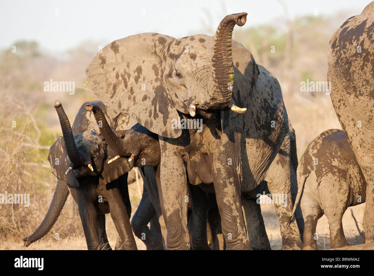 Acqua-opener elefanti a piedi da un fiume con tronchi detenute aloft Foto Stock