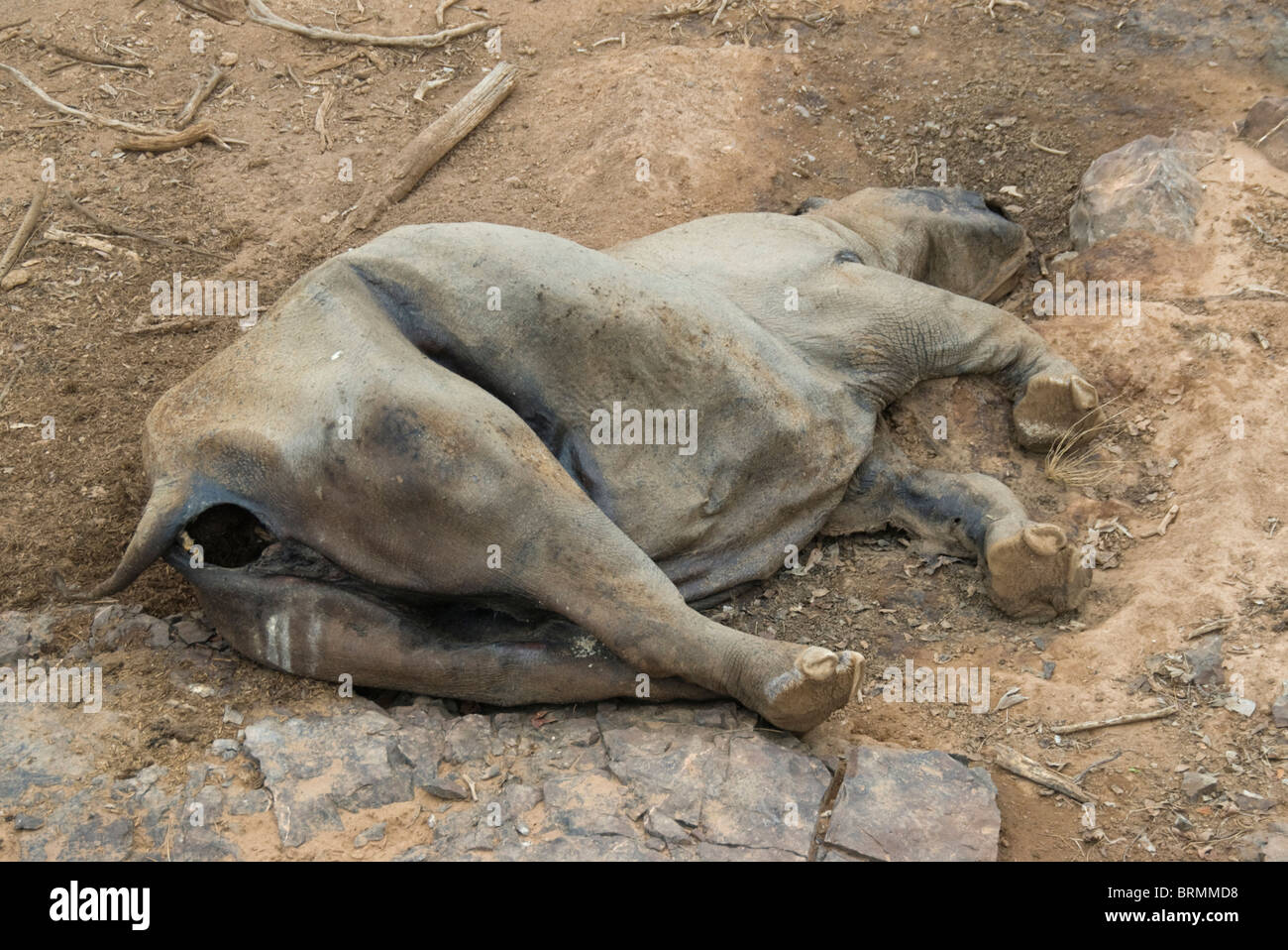 Rinoceronte nero la carcassa Foto Stock
