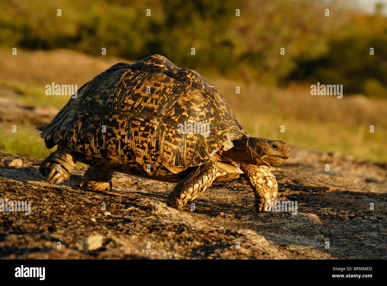 Leopard tartaruga a piedi su un percorso pietroso di bushveld Foto Stock