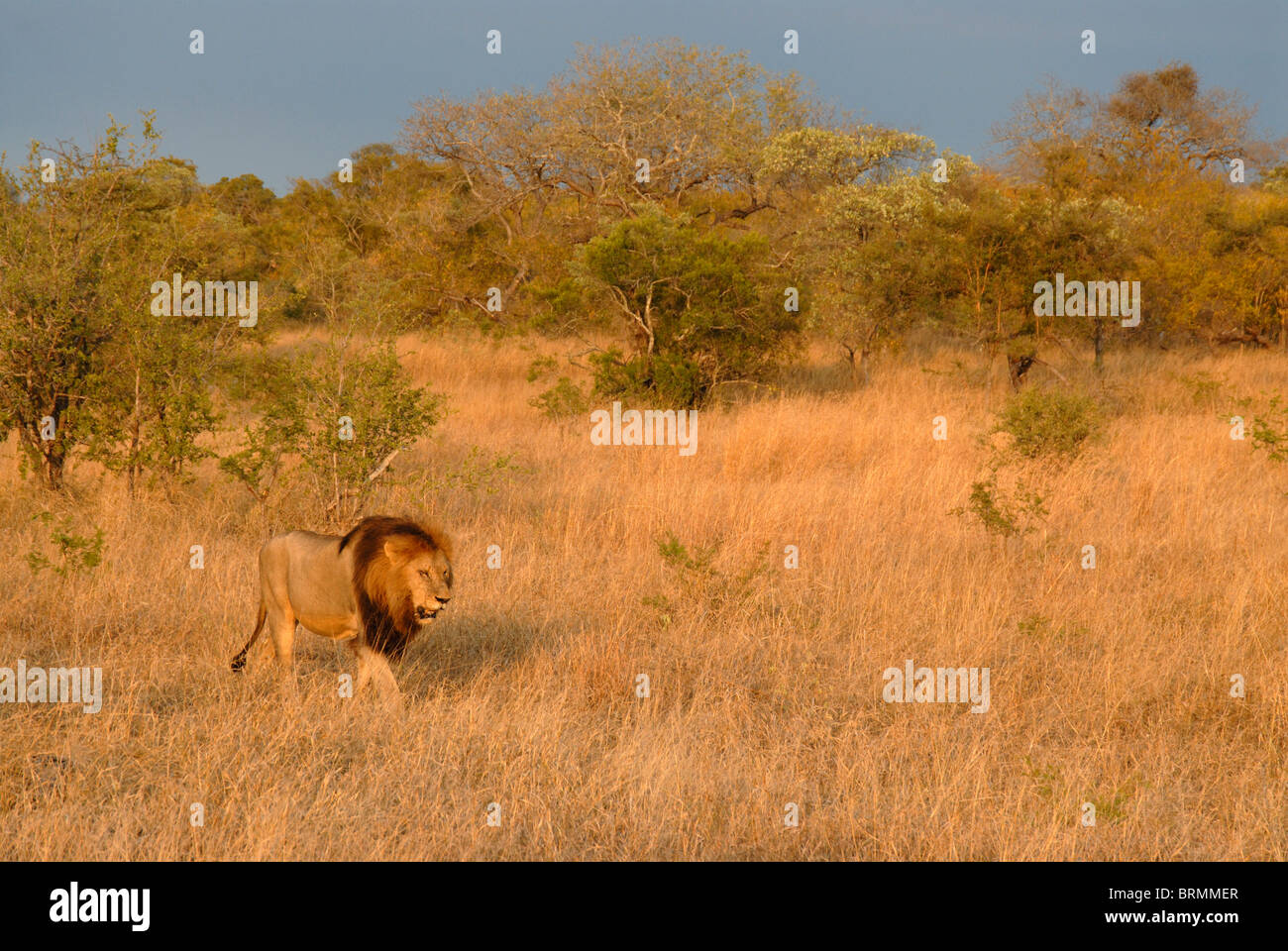 Vista panoramica della grande maschio lion a piedi attraverso la boccola Foto Stock