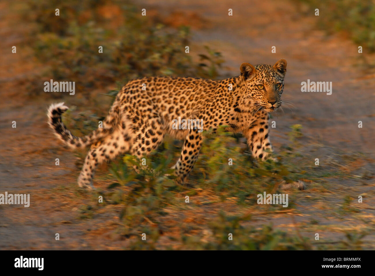 Leopard a piedi attraverso la vegetazione verde Foto Stock