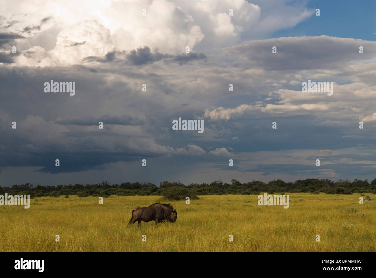 Gnu camminando in erba lunga con nuvole temporalesche raccolta Foto Stock