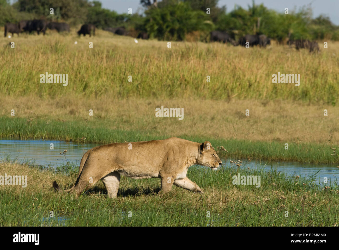 Leonessa a guadare attraverso la zona paludosa e stalking buffalo Foto Stock