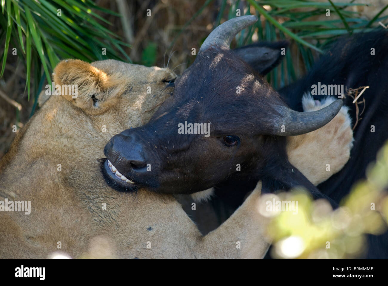 Lion uccidere un vitello di bufalo da soffoca la canalizzazione del vento Foto Stock