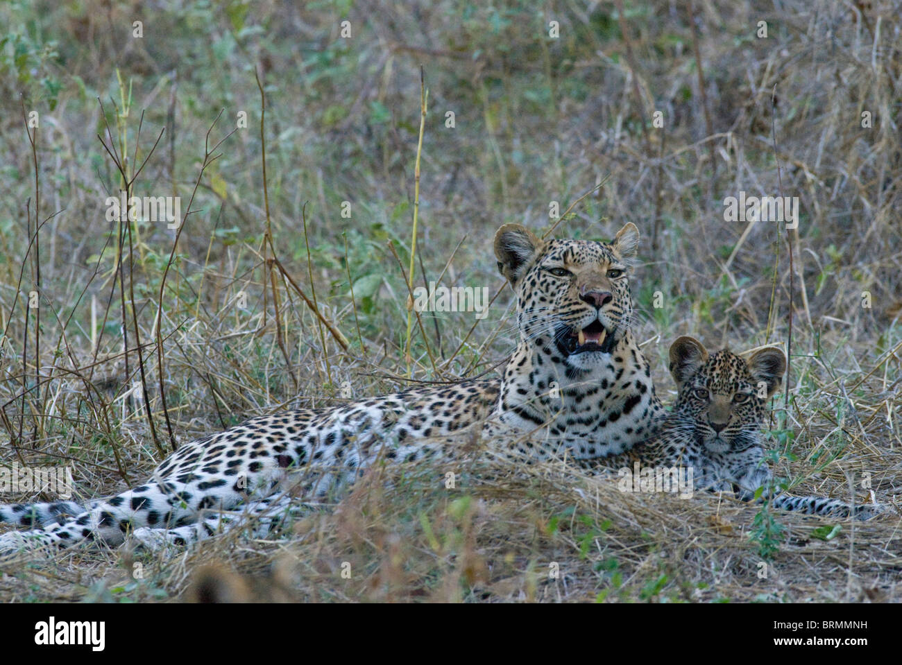 Leopard giacente sul suo lato con giovani cub Foto Stock